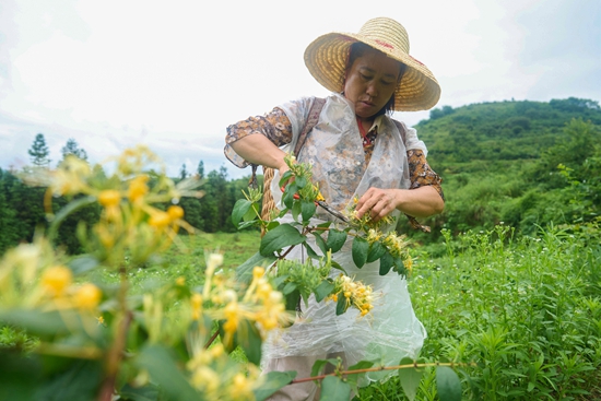 貴州綏陽：24萬餘畝金銀花陸續采收_fororder_村民洪水碧採摘金銀花（李前勇攝）