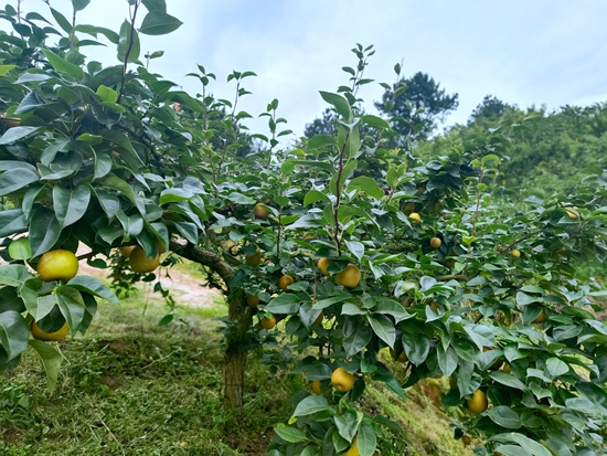 貴州惠水斷杉鎮：與“梨”相伴 清涼一夏_fororder_碩大的梨子將樹枝壓彎了枝頭