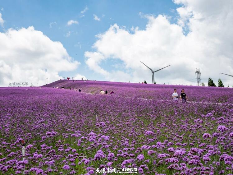 貴陽花溪高坡：紫色花海如夢如幻