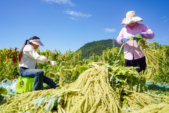 貴州威寧：天星米喜獲豐收 “麻花辮子”惹人樂_fororder_8月12日，在威寧自治縣金鐘鎮冒水社區天星米種植基地，務工群眾在給剛採摘的天星米修枝。（趙慶能 攝） (3).JPG