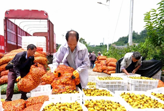 六盤水市水城區：刺梨精深加工企業忙碌生産 提高刺梨利用率_fororder_640 (1)