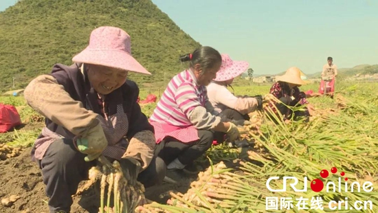 貴州關嶺：生薑産業助推脫貧攻堅百姓富