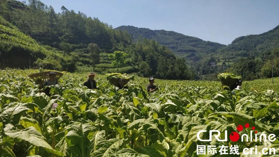 貴州水城：把黨員聚在産業鏈上 帶領群眾富起來