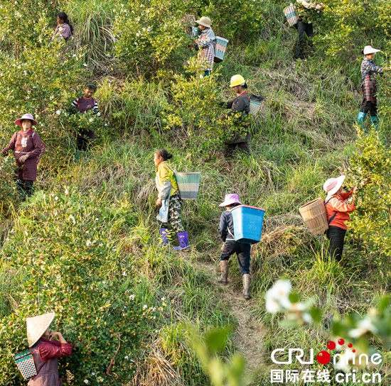 貴州天柱：科技澆灌油茶飄香