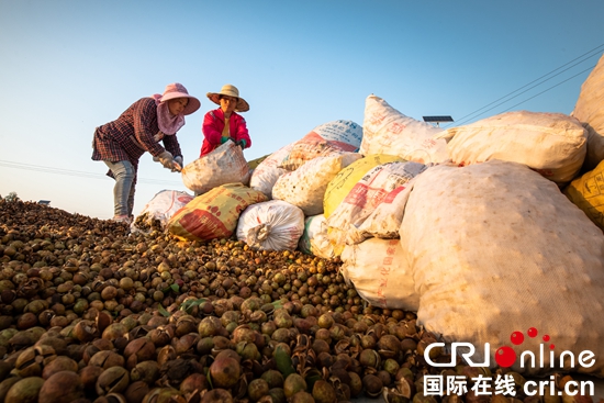 貴州天柱：科技澆灌油茶飄香