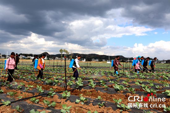 （已經過審、社會、客戶端貴州、移動版）貴州威寧：蔬菜産業扶貧基地管護忙