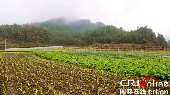 綠滿田疇正青春 ——遵義市習水縣溫水鎮蔬菜産業發展走筆