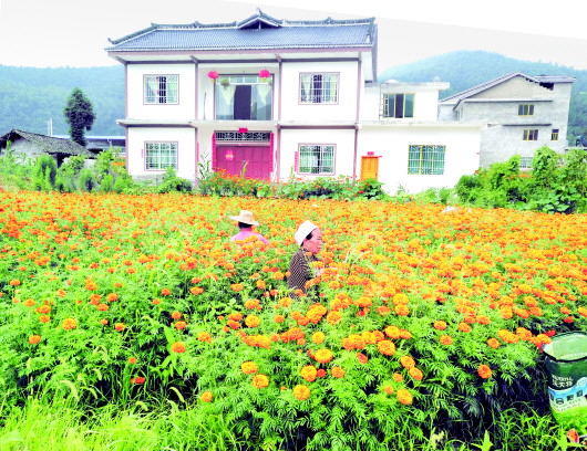 （大扶貧）鳳岡為留守老人和婦女尋找脫貧新路