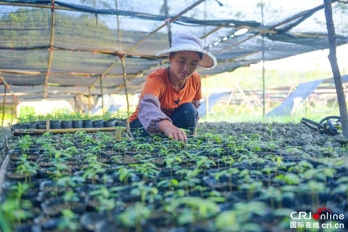 【脫貧攻堅在行動】貴州石阡葛宋村：一年苗圃路 富了窮山溝