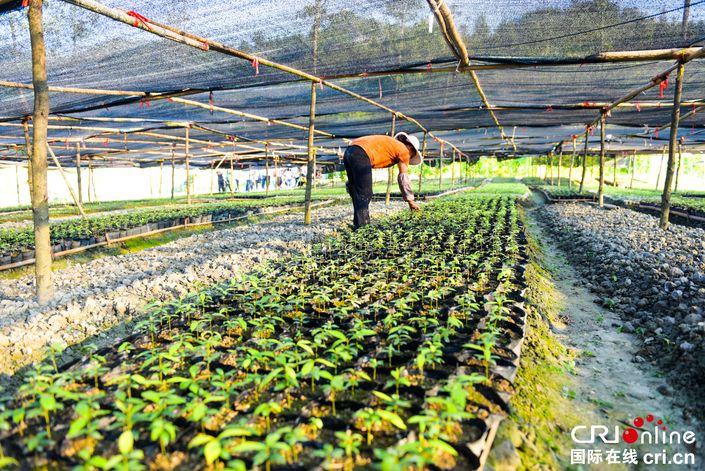 【脫貧攻堅在行動】貴州石阡葛宋村：一年苗圃路 富了窮山溝