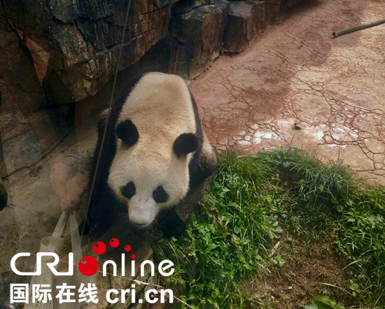 《熊貓講堂》在貴州森林野生動物園大熊貓館開講