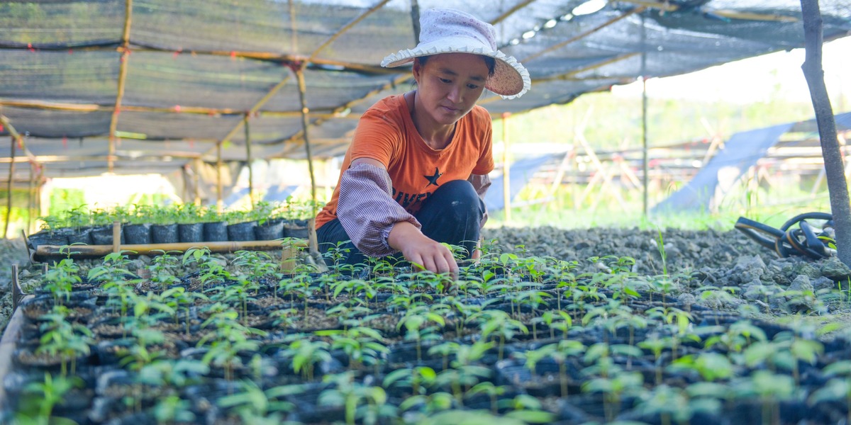 【脫貧攻堅在行動】貴州石阡葛宋村：一年苗圃路 富了窮山溝