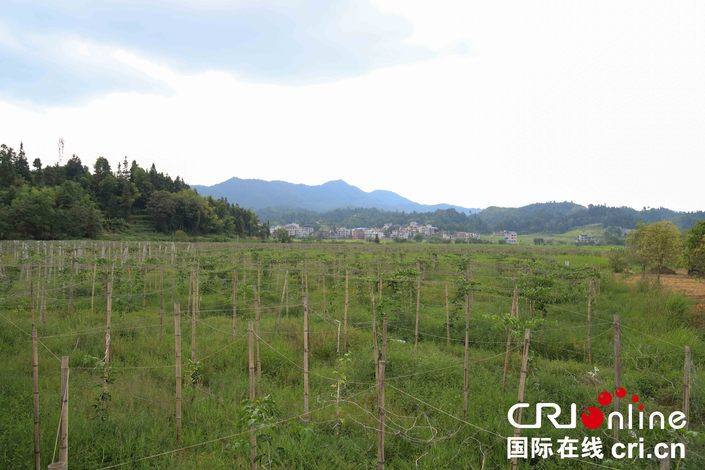 貴州天柱東風村：“十戶一體”颳起産業振興東風