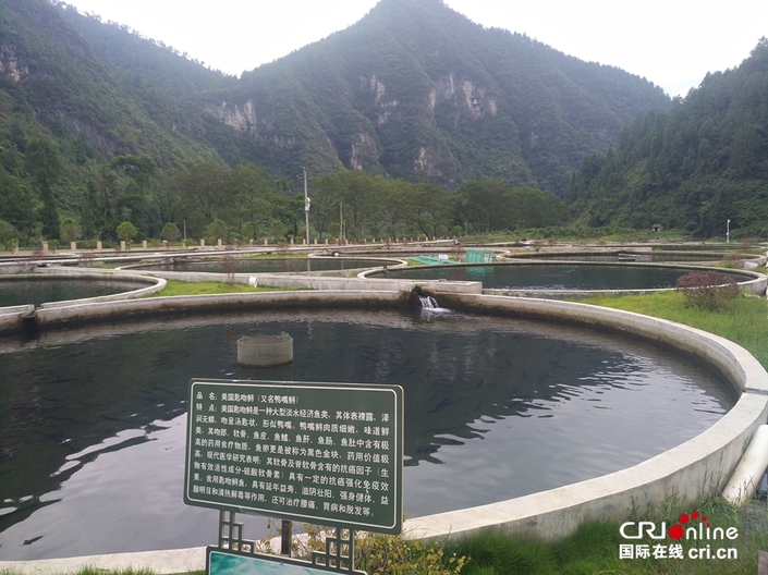 【特色新興産業看貴州】梵凈山腳下凈河村：生態養殖造福鄉民