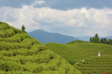 【特色新興産業看貴州】貴州雷山：一片綠葉托起生態致富鏈