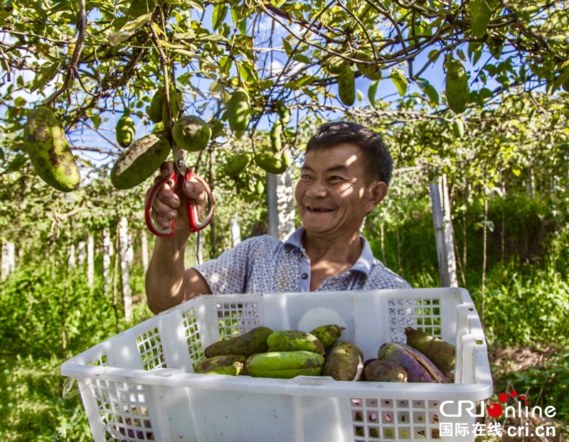 貴州黔西“八月瓜”豐收瓜農採摘忙（組圖）