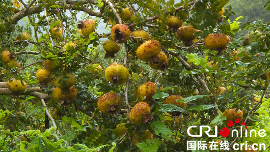 貴州盤州10萬畝刺梨喜獲豐收