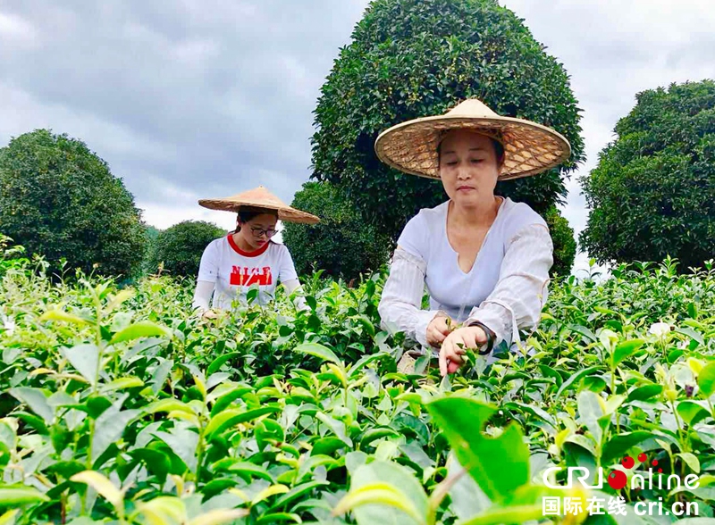 貴州銅仁思南夏秋茶採摘忙（組圖）