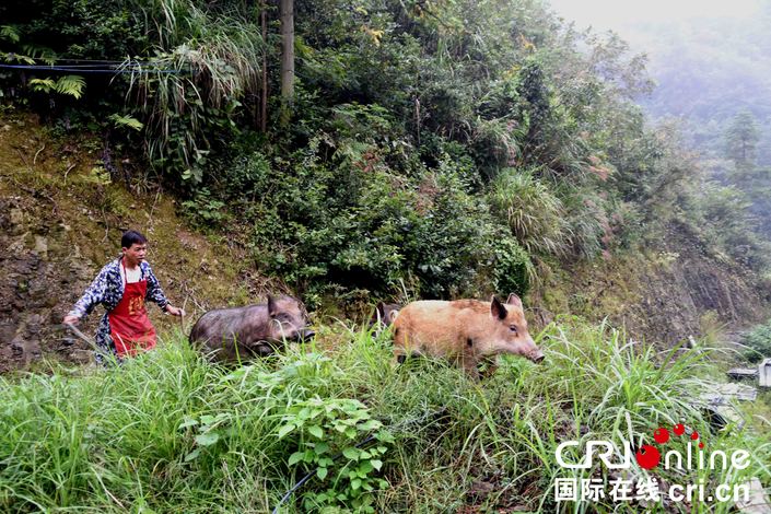 貴州天柱縣坪地鎮：深耕林下經濟實現綠富同興