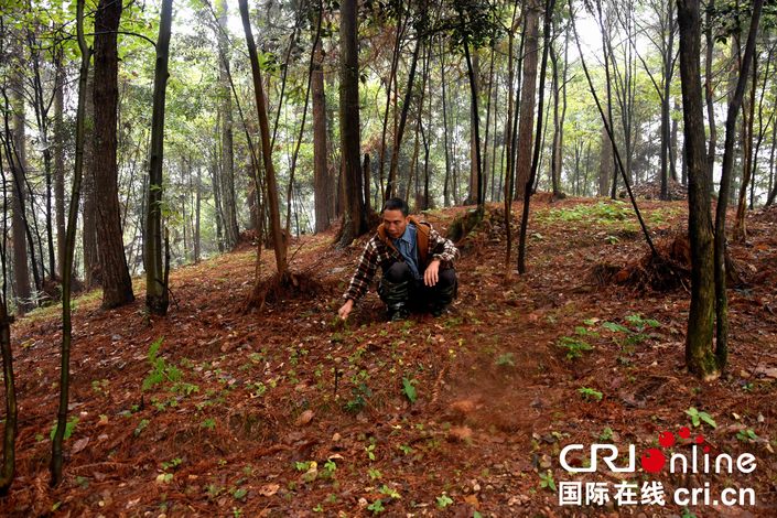 貴州天柱縣坪地鎮：深耕林下經濟實現綠富同興