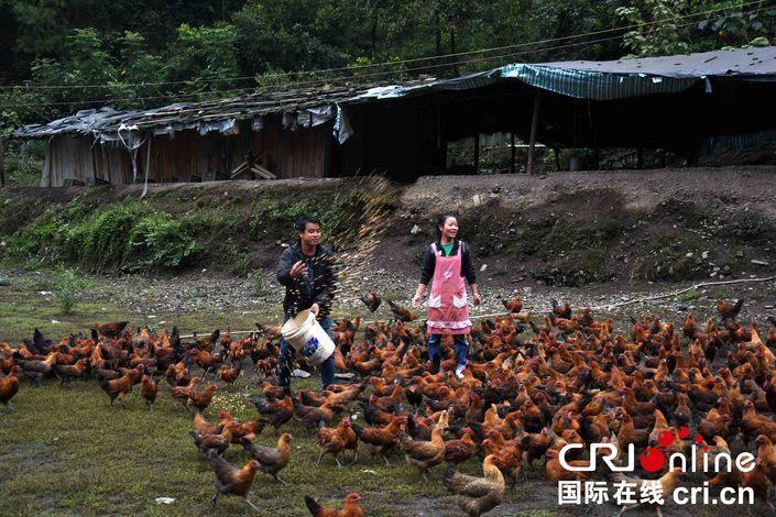 貴州天柱縣坪地鎮：深耕林下經濟實現綠富同興