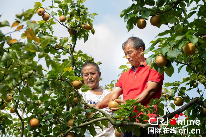 貴州天柱縣高釀鎮隆寨村：“三戶+三小”模式促脫貧