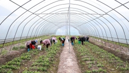 貴州平塘者密頭茬豌豆尖直供粵港澳 特色蔬菜“鮮”行大市場