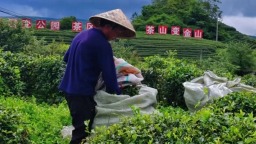 從一季旺到四季穩 貴州都勻毛尖鎮夏秋茶煥發新生機