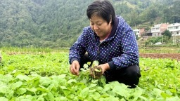 貴州習水：一季油香一季稻 稻油輪作好“豐”景