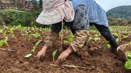 貴州仁懷茅壩鎮：榨菜移栽忙 輪作促豐收