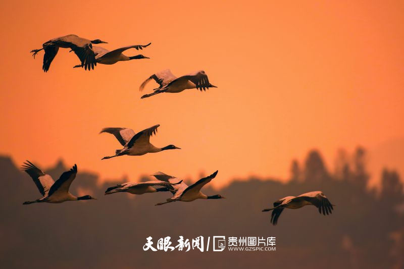 貴州的生態密碼，藏在一張張照片背後｜瀕危物種的回歸