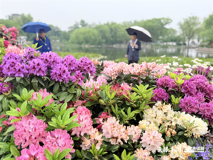 花綻京華 茶韻流芳，貴州在京奏響文化“三重奏”