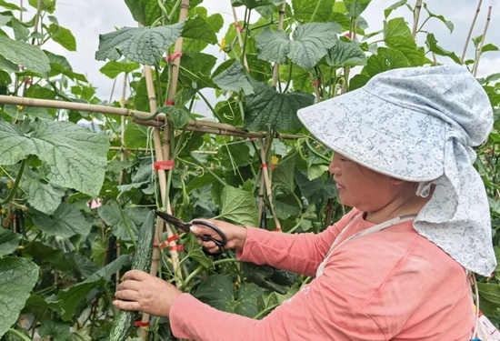 貴州六盤水市六枝特區郎岱蔬菜搶“鮮”上市_fororder_微信圖片_20250708153555