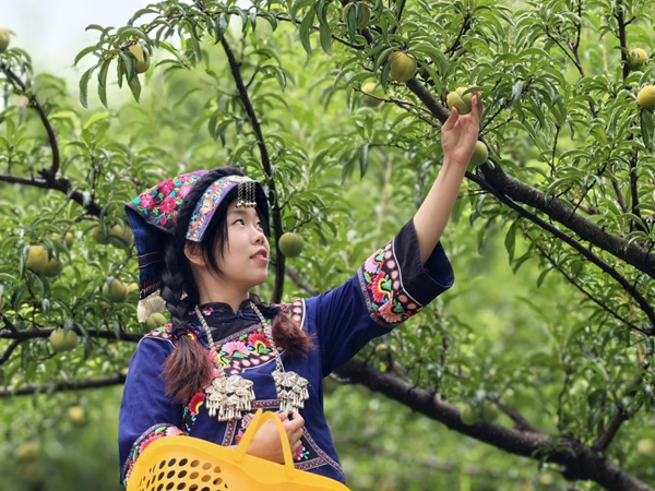 貴州羅甸：石縫生金果 第四屆蜂糖李節點亮夏日限定甜蜜_fororder_圖片2