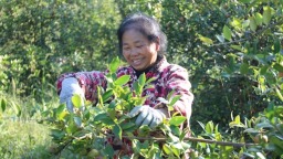 貴州省鎮遠縣羊場鎮：金秋十月油茶香 漫山“金果”鋪就振興路