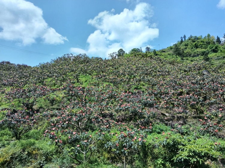 貴陽市開陽縣苗寨村：枇杷釀出甜蜜事業_fororder_1