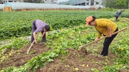 貴州碧江：“一線一帶兩區”模式建成蔬菜産業18.3萬畝