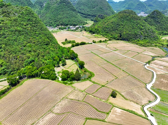 貴州獨山縣：油菜豐收 産業振興_fororder_20250513131641-ldrMKt-