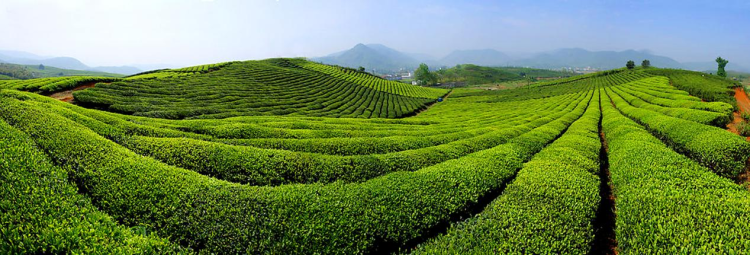 貴州水城：19℃夏天的詩意棲居