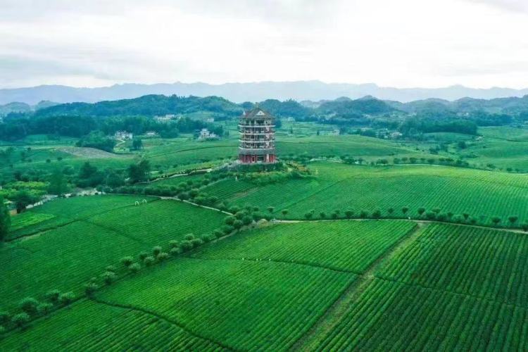 貴州新茶飲何以“出圈”