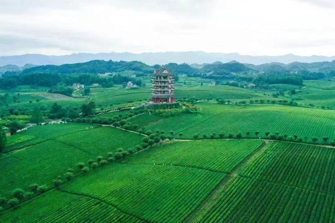 貴州新茶飲何以“出圈”