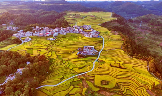 貴州長順：12萬畝稻田開鐮  繪就秋天好“豐”景_fororder_中塘村梯田水稻2.JPG