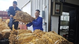 貴州六盤水市水城區烤煙收購工作全面啟動