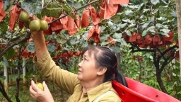 貴州六盤水水城區猴場鄉：甜“獼”上市 果香滿溢助農增收