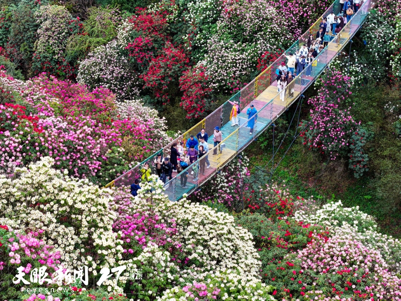 春花爛漫｜解鎖貴州旅遊新“花”樣_fororder_17428648325774