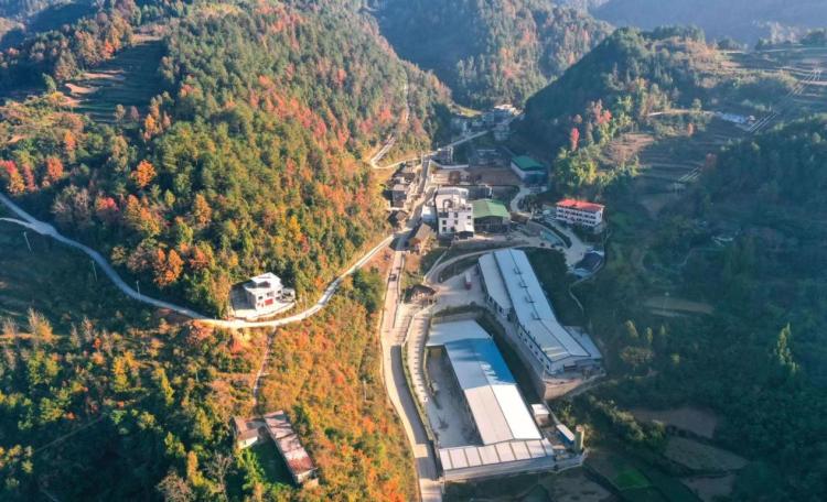 “薯”你最棒！郵儲銀行精準滴灌助黔貨出山