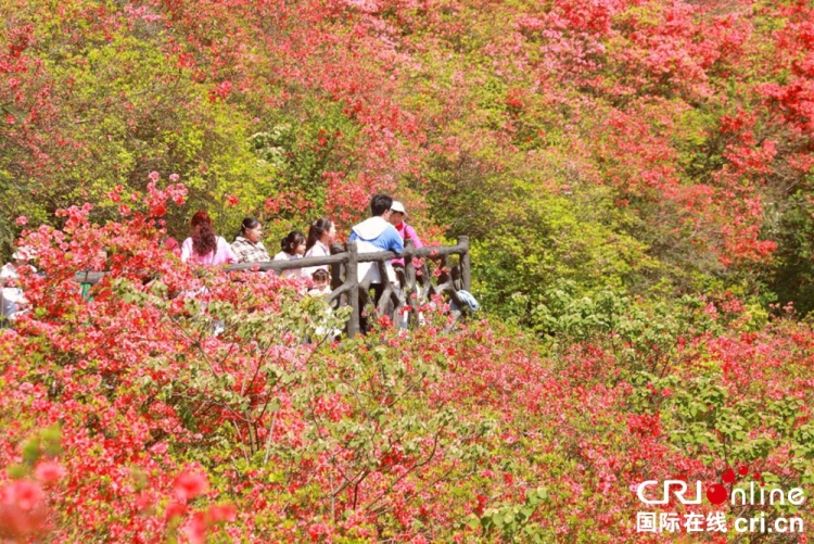 貴州丹寨：萬畝杜鵑花海引客來_fororder_圖片5