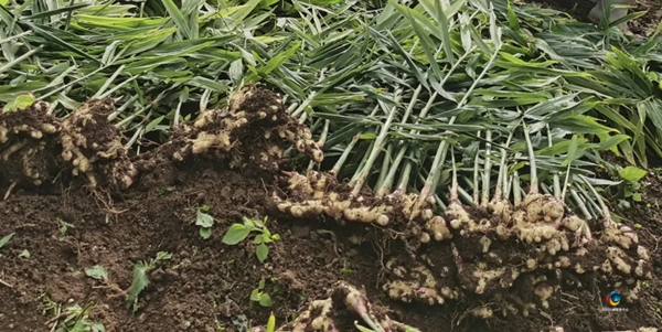 貴州六枝特區木崗鎮7500畝黃姜喜獲豐收_fororder_2