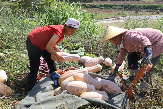 貴州施秉：無人機變身“金翅膀” 南瓜坐上“空中巴士”_fororder_圖為施秉縣楊柳塘鎮屯上村村民正在給南瓜裝袋，方便無人機運輸.JPG