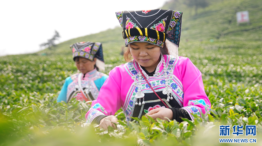 貴州“觀茶”：産業鏈上起“新枝”_fororder_202504080890a7f6ab7545789c05e01883e245c1_20250407678f90b1e1f446a9b073877b227956a1